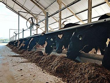Alimentação Balanceada