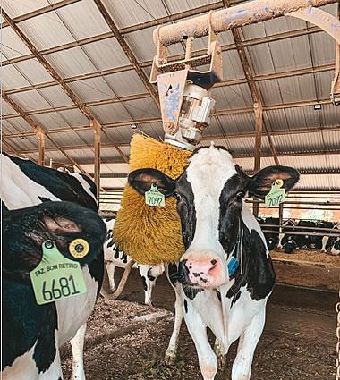 Nossos animais livres para expressar o comportamento natural.