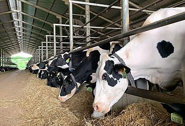 Nossos animais livres para expressar o comportamento natural.